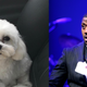 Illustration for article titled Ray J's Dog Boogotti Has Been Dognapped, Please Return Him for a $20,000 Reward